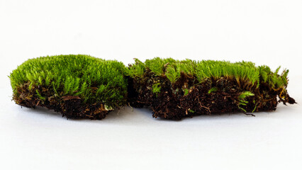 Green moss isolated on white background.