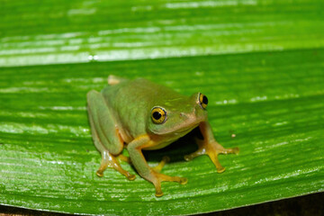 A beautiful Tinker reed frog (Hyperolius tuberilinguis) near a pond, in the wild