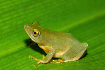 A beautiful Tinker reed frog (Hyperolius tuberilinguis) near a pond, in the wild