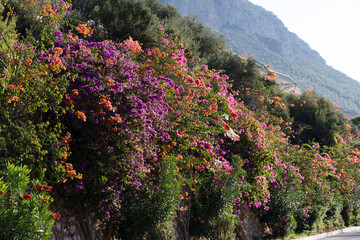 Vibrant purple and orange bougainvillea flowers cascading over a rustic stone wall, creating a lively Mediterranean street scene.