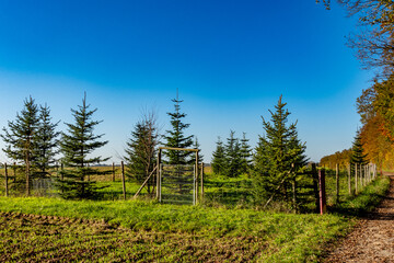 Wiederaufforstung im herbstlichen Wald