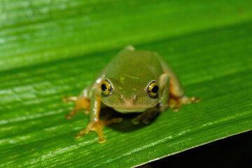 Obraz premium A beautiful Tinker reed frog (Hyperolius tuberilinguis) near a pond, in the wild