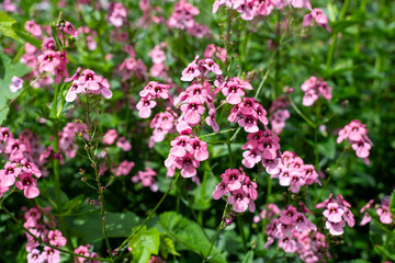 Diascia personata flowers in bloom