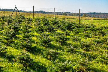 Wiederaufforstung im herbstlichen Wald