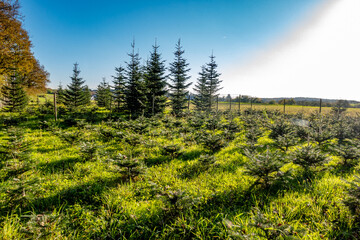 Wiederaufforstung im herbstlichen Wald