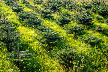 Wiederaufforstung im herbstlichen Wald