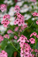 Diascia personata flowers in bloom