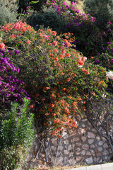 Vibrant purple and orange bougainvillea flowers cascading over a rustic stone wall, creating a lively Mediterranean street scene.