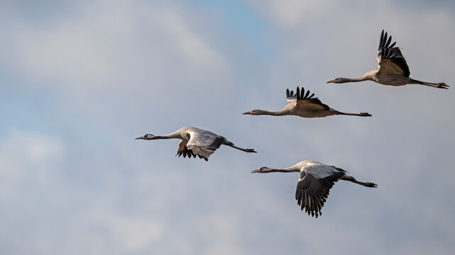 Fliegende Kranichfamilie