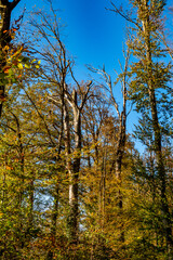 Abgestorbener Baum im Wald