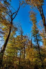 Abgestorbener Baum im Wald