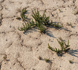 Small plant is growing in the desert
