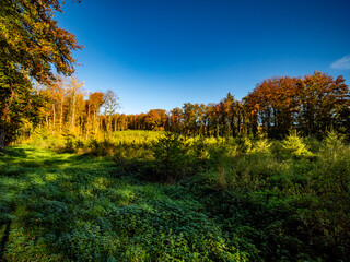 Wiederaufforstung im herbstlichen Wald