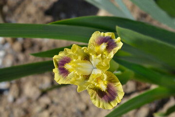 Standard Dwarf Bearded Iris Calamus flower
