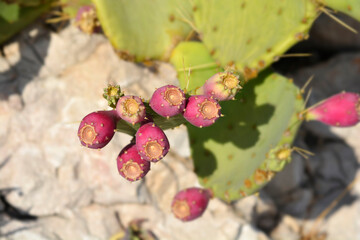 Indian fig opuntia fruit