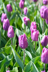Tulip Purple Flag flowers