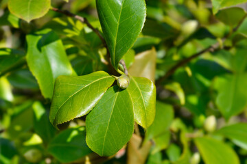 Camellia branch with flower bud