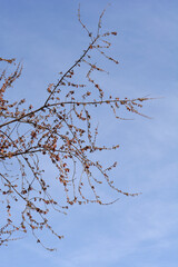 Silver maple bracch with flowers