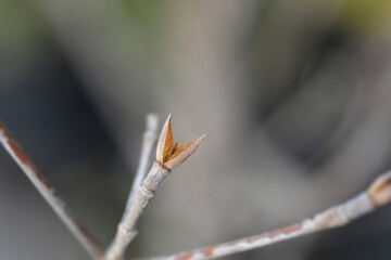 Flowering dogwood branch with buds