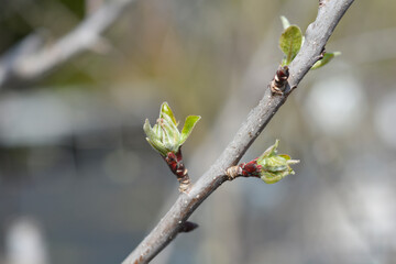 Apple tree branch with buds