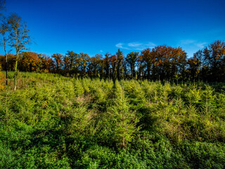 Fototapeta premium Wiederaufforstung im herbstlichen Wald