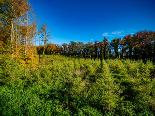 Wiederaufforstung im herbstlichen Wald