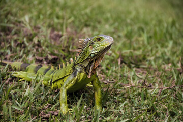 Iguana en Medellín - Antioquia, Colombia