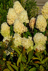 kwitnąca hortensja bukietowa, białe kwiaty, hydrangea paniculata or panicled hydrangea, krzew ozodbny, White flowers of hydrangea paniculata in garden, hortensja "Polar Beer"  © kateej
