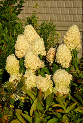 kwitnąca hortensja bukietowa, białe kwiaty, hydrangea paniculata or panicled hydrangea, krzew ozodbny, White flowers of hydrangea paniculata in garden, hortensja "Polar Beer"  © kateej