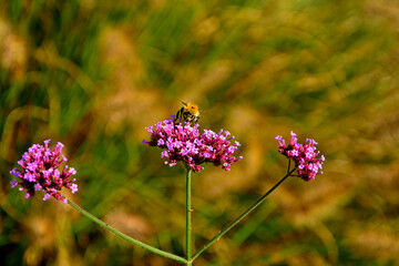 trzmiel  siedzący na werbenie patagońskej, Bumble-bee sitting on Verbena purple flower, Verbena bonariensis, Bombus, Bumblebee, bumblebee on a purple top vervain flower © kateej