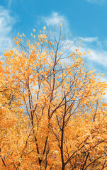 Fototapeta premium yellow autumn leaves on a tree against a blue sky 