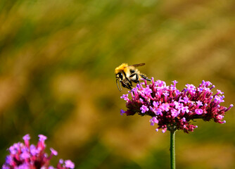 trzmiel  siedzący na werbenie patagońskej, Bumble-bee sitting on Verbena purple flower, Verbena bonariensis, Bombus, Bumblebee, bumblebee on a purple top vervain flower