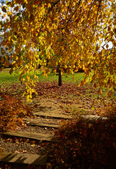 aleja w parku jesienią, kamienna ścieżka w parku z jesiennymi, kolorowymi drzewami,  path in the park with autumn colorful trees, autumn pathway with fallen leaves and stone steps  © kateej