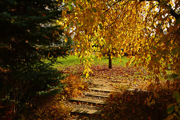 aleja w parku jesienią, kamienna ścieżka w parku z jesiennymi, kolorowymi drzewami,  path in the park with autumn colorful trees, autumn pathway with fallen leaves and stone steps  © kateej