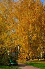 żółte brzozy jesienią, jesienne brzozy, Betula, yellow birches in autumn, autumn birches © kateej