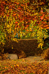 aleja w parku jesienią, kamienna ścieżka w parku z jesiennymi, kolorowymi drzewami,  path in the park with autumn colorful trees, autumn pathway with fallen leaves and stone steps  © kateej