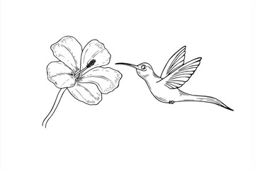 Vector hummingbird hovering on hibiscus for sucking the nectar out realistic graphic illustration. Tropical tiny colibri bird and flower line art painted by black inks. Protection of endemic bird © Masha_tolk_art