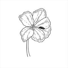 Single blooming hibiscus flower vector isolated illustration. Tropical wildflower in blossom monochrome line drawing. Floral element for greetings, invitation, save the date card, tattoo