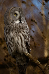 Great grey Owl Strix nebulosa sitting in a tree.