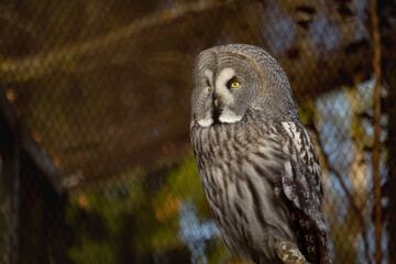 Great grey Owl Strix nebulosa sitting in a tree.