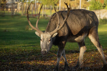 Pere David's deer (Elaphurus davidianus)