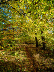 Fototapeta premium Waldweg im Herbst