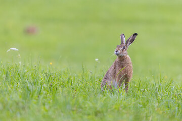 Rabbit sitting on the green meadow. Bunny with long ears facing camera,
European hare (Lepus europaeus)
Slovakia