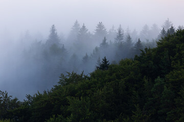 Trees in the morning mist. Tree layers. Slovakia Landscape photo