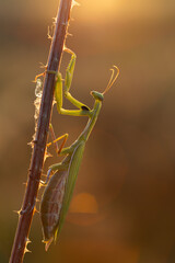 Female mantis on the stem in golden light with front raptorial legs prepared to attack. European mantis, Mantis religiosa, wildlife, Slovakia.