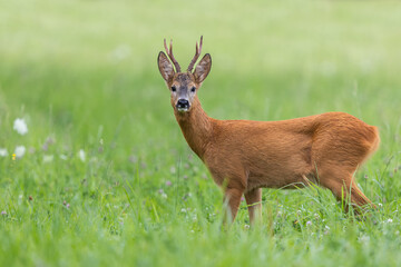 Roe deer buck coming to the camera. Roe  buck during mating season in natural meadow. Wildlife. Capreolus capreolus, Slovakia