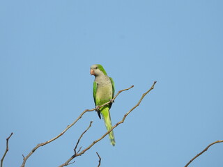 Monk parakeets (Myiopsitta monachus).