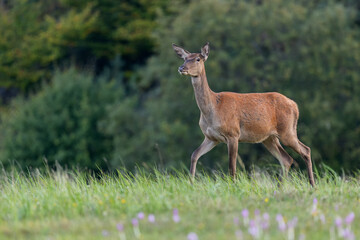 Red deer doe walking through the grass and purple flowers during the matting season in autumn, wildlife, Cervus elaphus, Slovakia