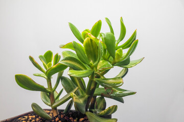 Variegated crassula money tree in a large pot. Botanical composition. Beautiful floral background