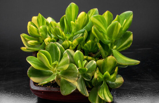 Variegated crassula money tree in a large pot. Botanical composition. Beautiful floral background